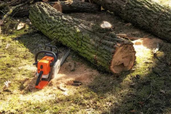 Rockford Tree Removal Experts for Emergency & Routine Jobs