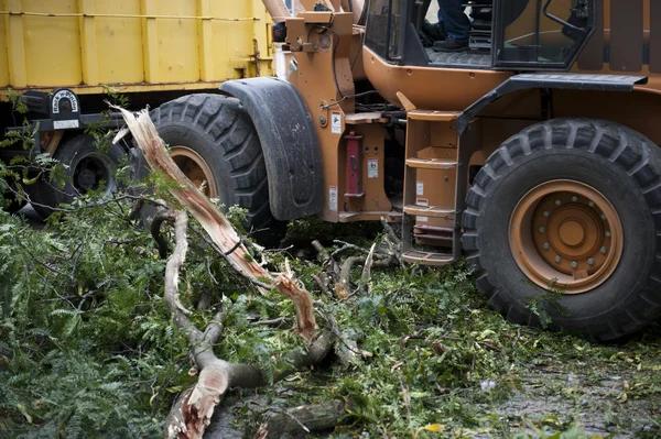 Why choosing a professional tree removal service matters