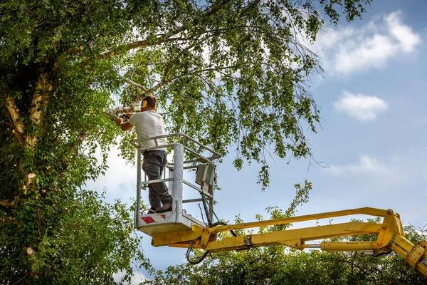 Affordable Shelton Tree Service for Homes and Businesses