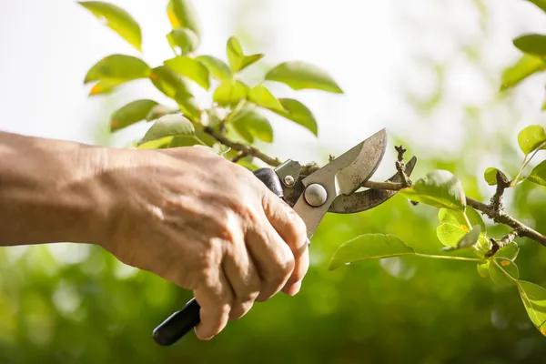 Tree Wise Men Arborist Services for Expert Tree Health and Maintenance