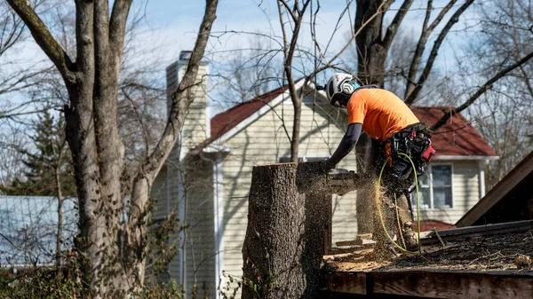 Trusted Tree Cutting Service for All Tree Types